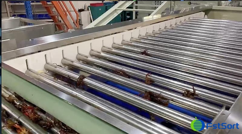 lobster sorter1.jpg lobster sorter1.jpg